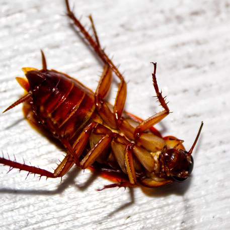 cockroach-g44c4cd2e5_640